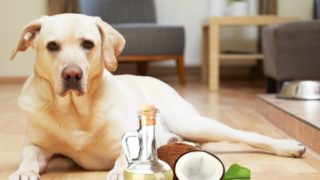 A labrador lying facing the camera with a coconut and coconut oil bottle lying infront of him