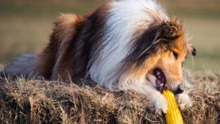 can dogs eat cornbread care essential tips health care home remedies organic facts can dogs eat cornbread care essential tips health care home remedies organic facts