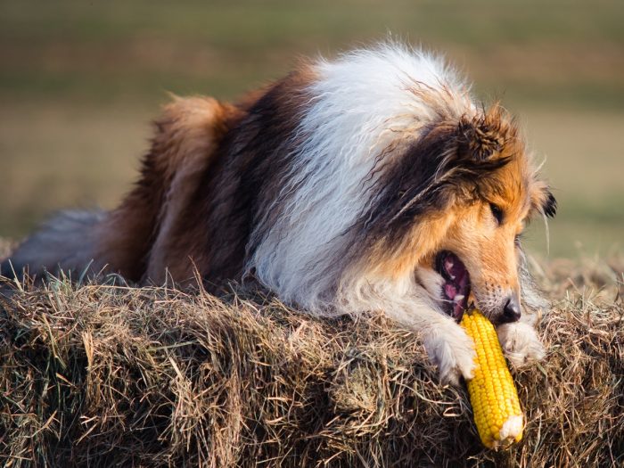 A dog sitting on hay, trying to eat corn.