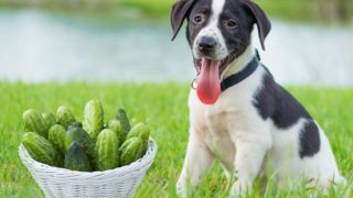 A black and white dog sitting with its tongue out and looking into the camera with a basket full of cucumbers lying next to him