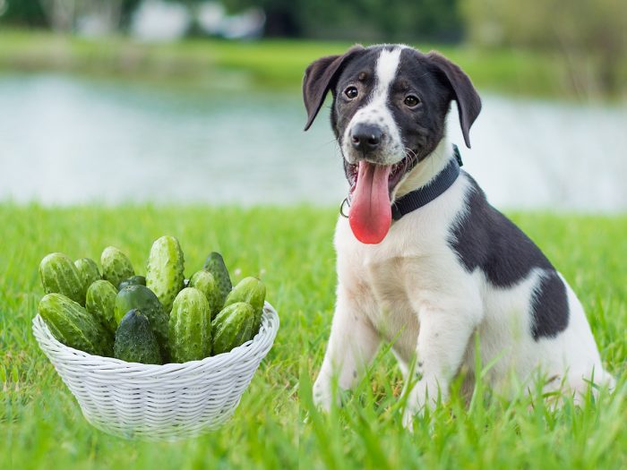 can puppies eat cucumber