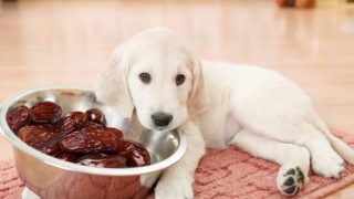A dog almost toppling a steel bowl of dates with its head