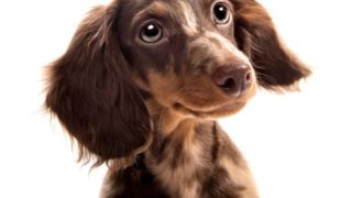 A cute picture of a dog