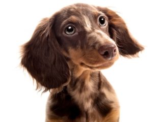 can dogs eat dried figs