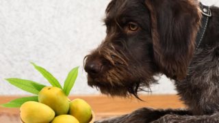 A dog sitting in front of a basket of mangos
