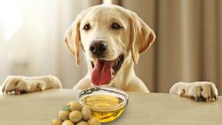 A bowl of olive oil and olives placed in front of a dog sticking its tongue out