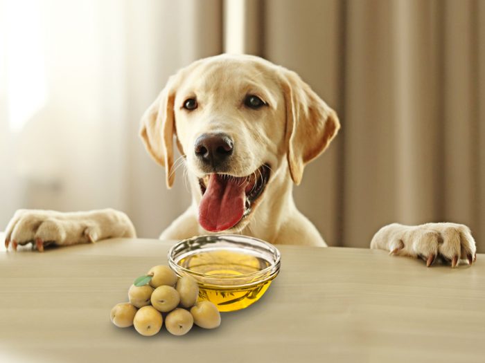is olive oil good for dogs constipation