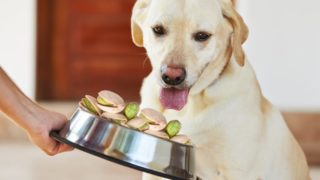 A dog sitting while someone shows it its food bowl with pistachios in it