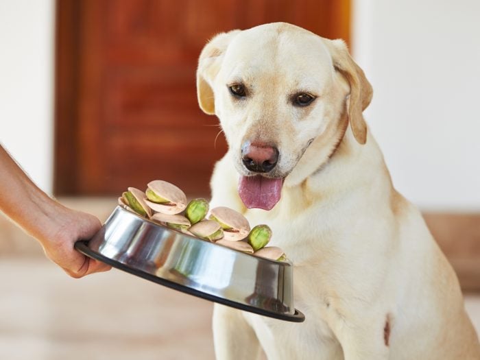 Can Dogs Eat Pistachios | Organic Facts