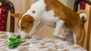 A dog sniffing spinach off his plate