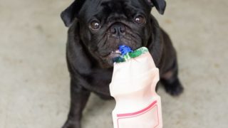 A dog holding a yogurt pouch with its teeth