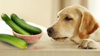 can dogs eat turmeric organic facts can dogs eat turmeric organic facts