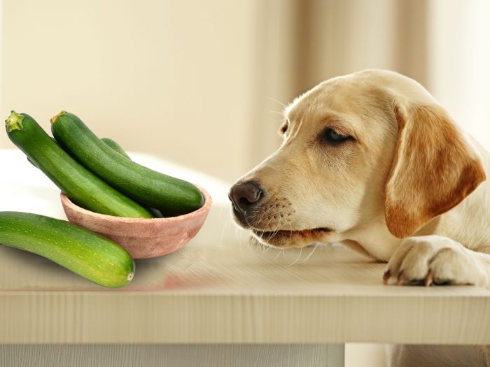 can dogs eat steamed zucchini