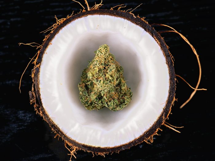 Close up of cannabis bud placed in a halved coconut on a dark background