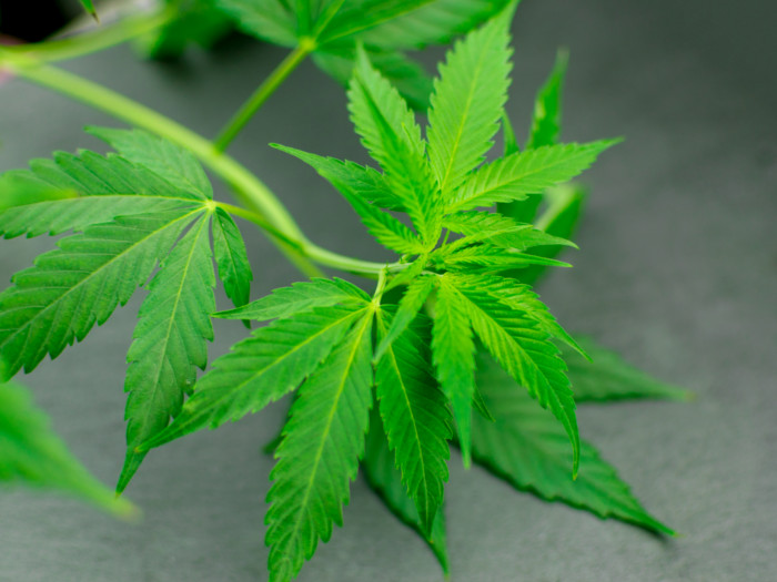 Close up of cannabis leaves