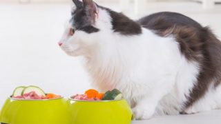 Carrots along with other vegetables in a bowl for a cat