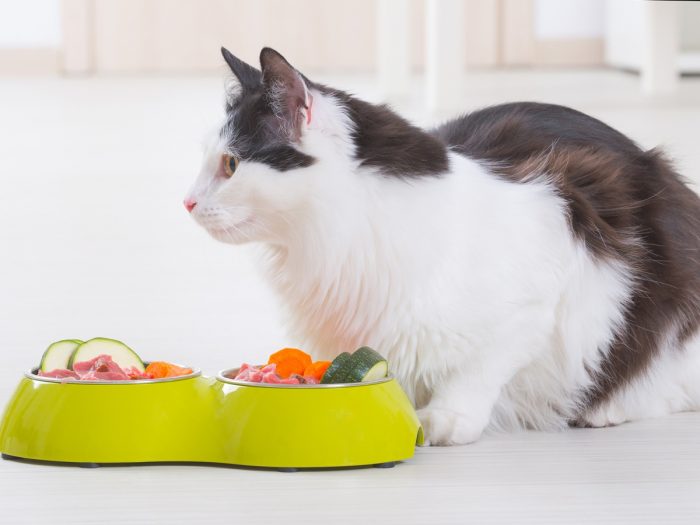 a sárgarépa más zöldségekkel együtt egy tálban egy macska számára