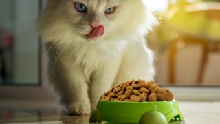 Can Cats Eat Tea Tree Oil Can Cats Eat Tea Tree Oil