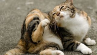 Cat scratching itself due to fleas