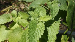 Close-up of fresh green catnip leaves in a forest background