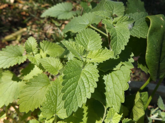Close-up of fresh green catnip leaves in a forest background