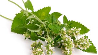 Close up of a stem of catnip plant with flowers on a white background