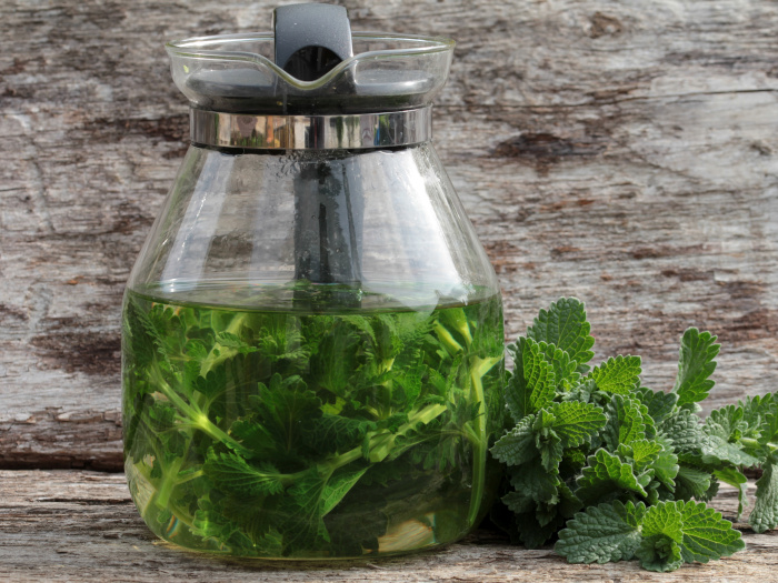 A close up shot of a kettle of herbal catnip tea