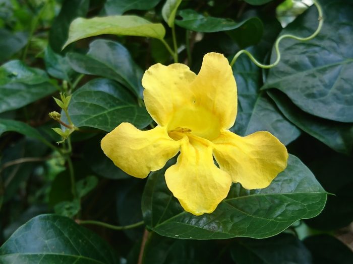 Close up of yellow cat's claw blossom