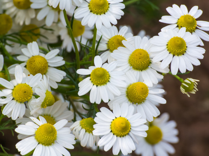 A close-up shot of fresh chamomile flowers