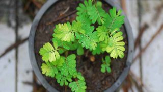Top view of green chanca piedra herb on a wooden table