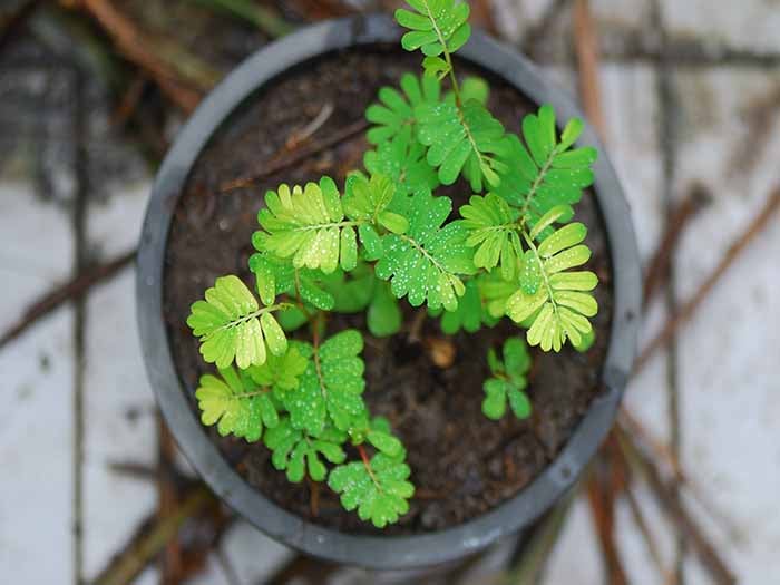 Top view of green chanca piedra herb on a wooden table