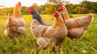 Chickens in an open farm