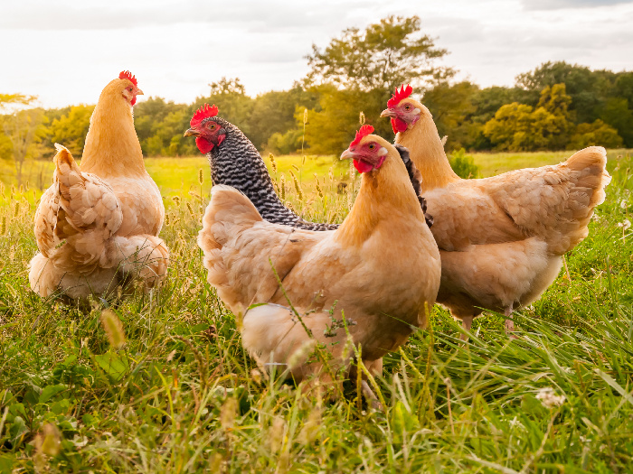 Chickens in an open farm
