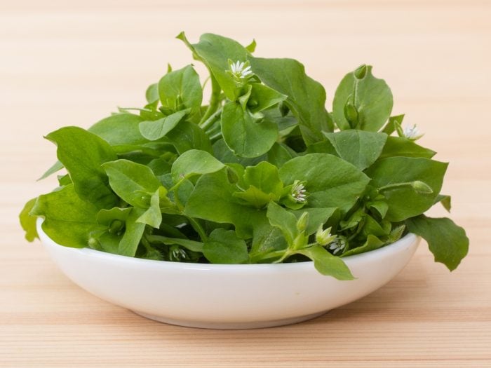 Chickweed leaves in a white bowl on a table