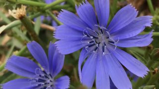 A closeup view of fresh chicory flowers