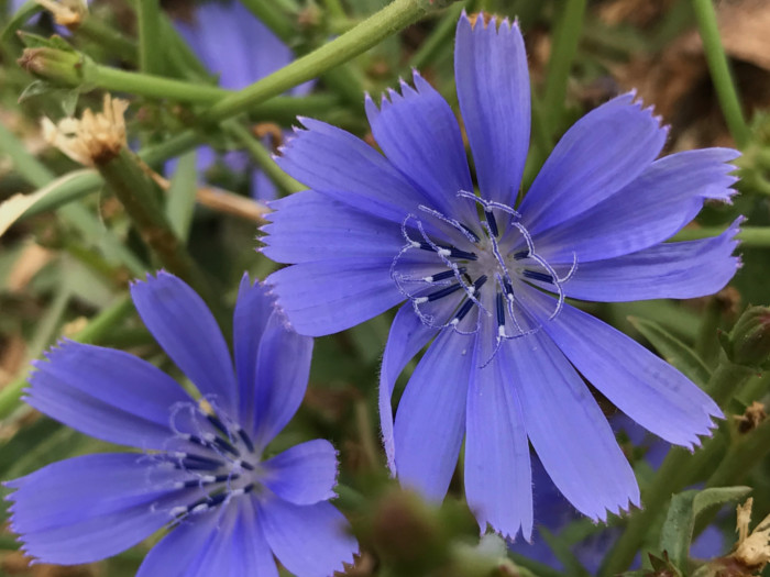 Image result for Chicory