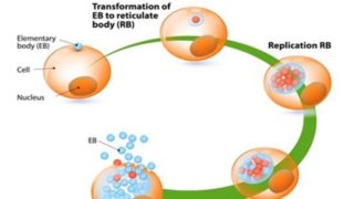A picture depicting life cycle of chlamydia bacteria