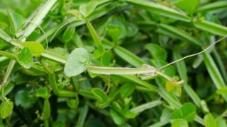 Close-up of fresh green cissus quadrangularis plants in the forest