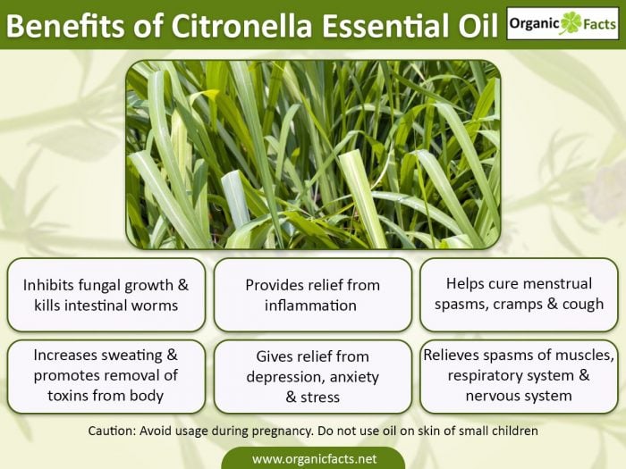 ▷▷▷ Citronella essential oil ▷ 100% NATURAL y Sostenible