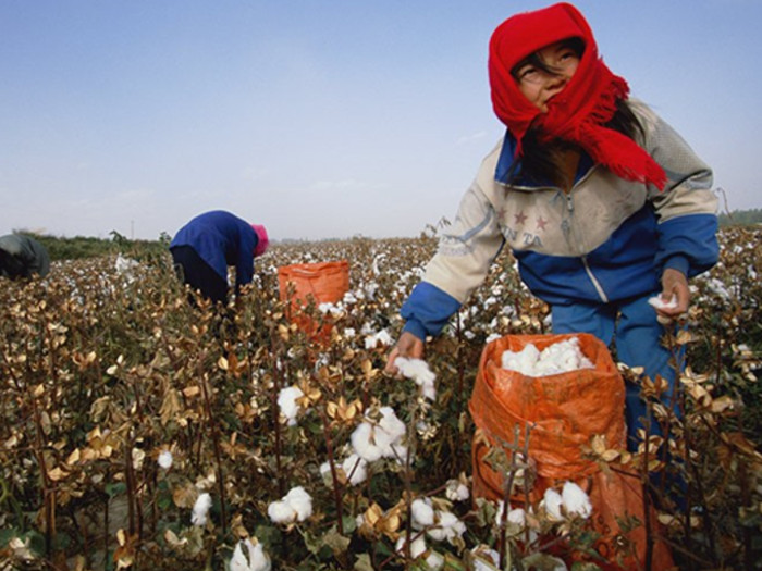 Women plucking and collecting cotton in a cotton field