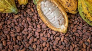 Cocoa beans with cocoa fruits and pod