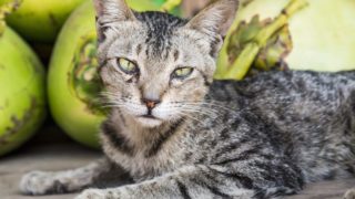 Close up of a cat sitting with coconuts on a wooden table