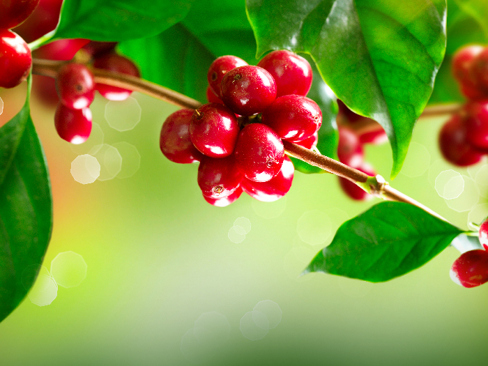 Coffee cherries on the tree