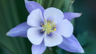 Close up of a purple columbine flower