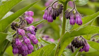 Close-up of beautiful comfrey flowers blooming in a meadow