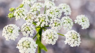 Close-up of cow parsley flower