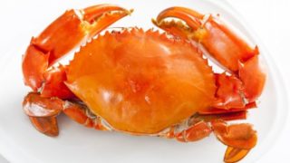 An orange-colored crab on a white background.