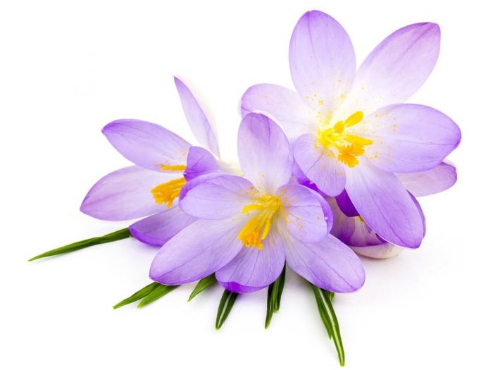 crocus