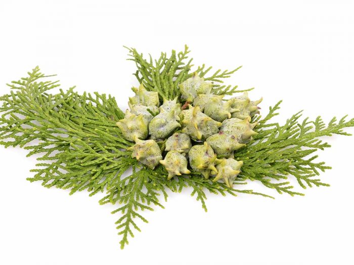 11 Incredible Benefits of Cypress Essential Oil | Organic Facts