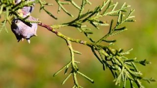 Cypress plant with pointed green branches and purple flower